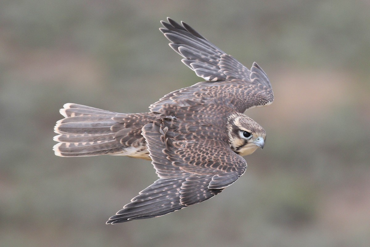 Prairie Falcon - Alex Lamoreaux