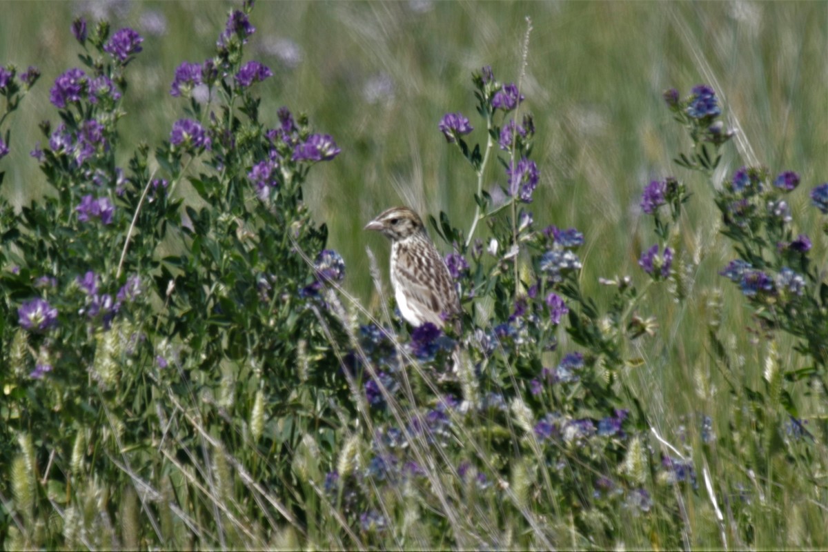 Baird's Sparrow - ML248846431