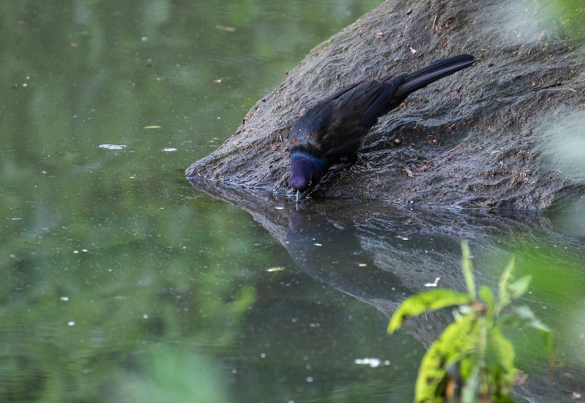 Common Grackle - ML248846611