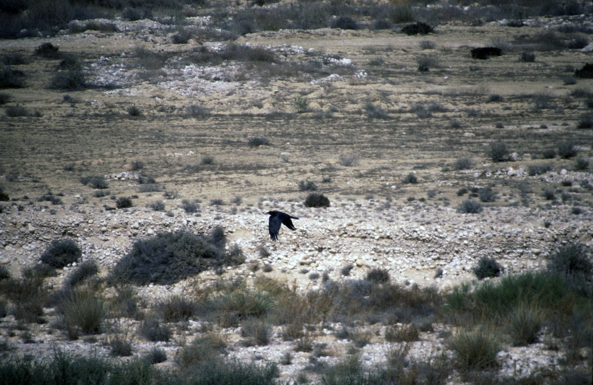 Cuervo Desertícola - ML248846691