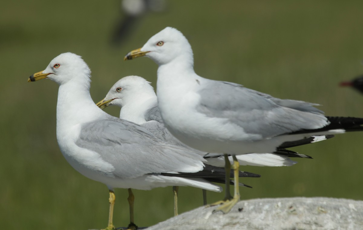 Ring-billed Gull - ML248846991