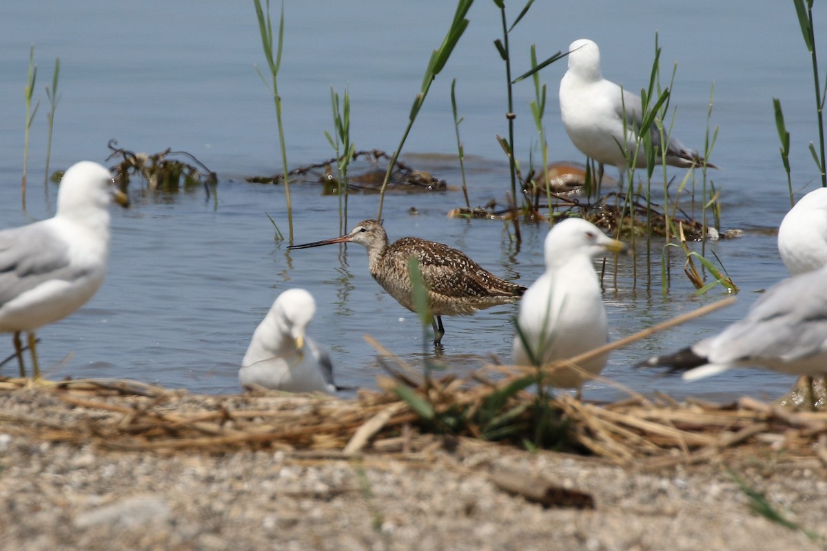 Marbled Godwit - ML248847311