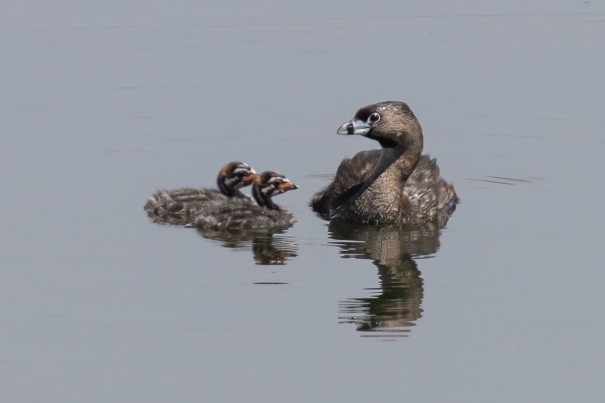 Pied-billed Grebe - John C Sullivan