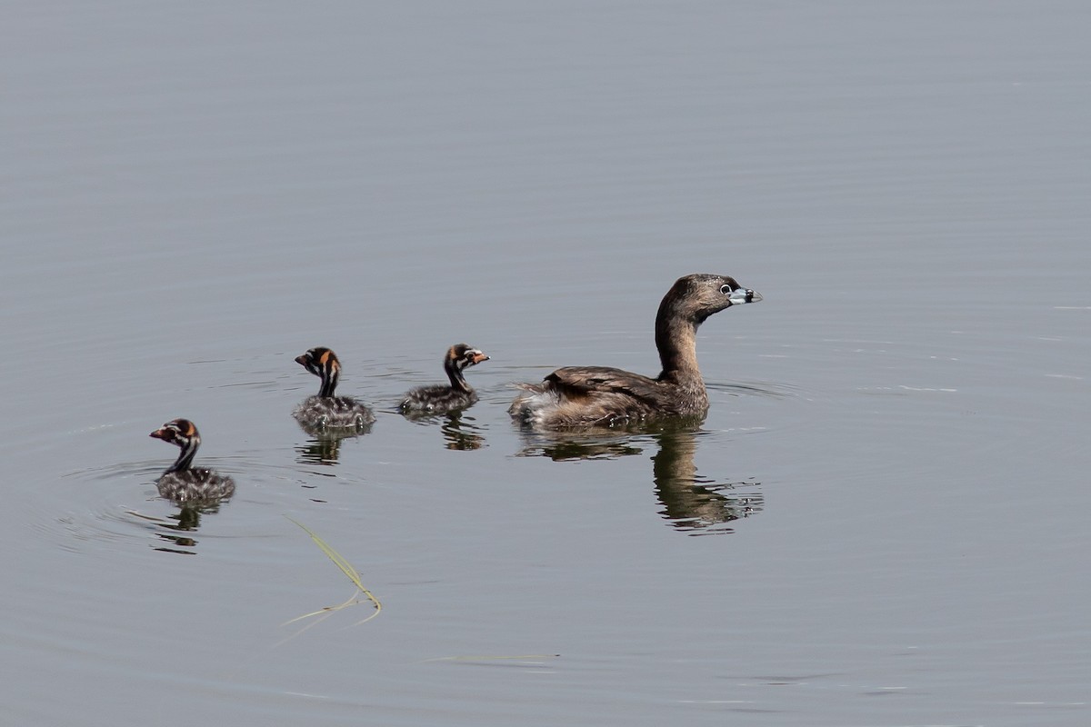 Pied-billed Grebe - John C Sullivan