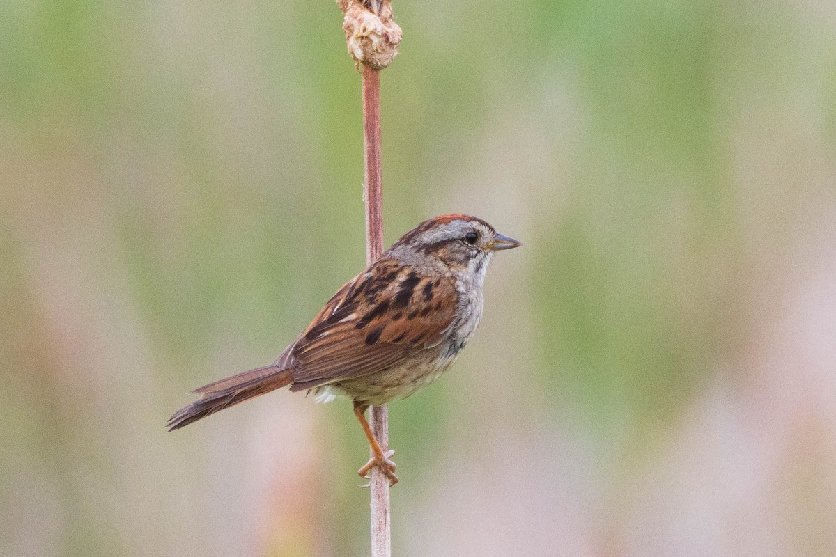 Swamp Sparrow - ML248847651