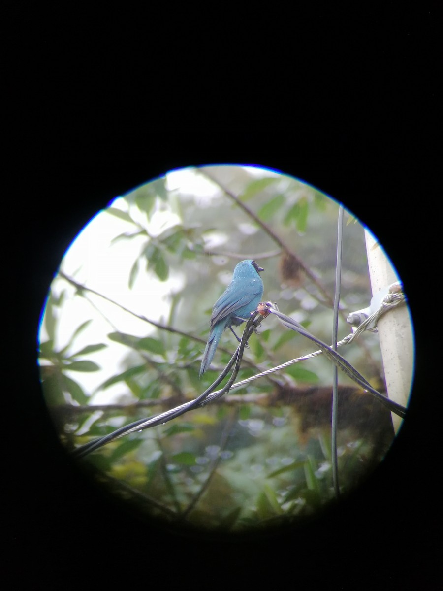 Turquoise Jay - ML248849591