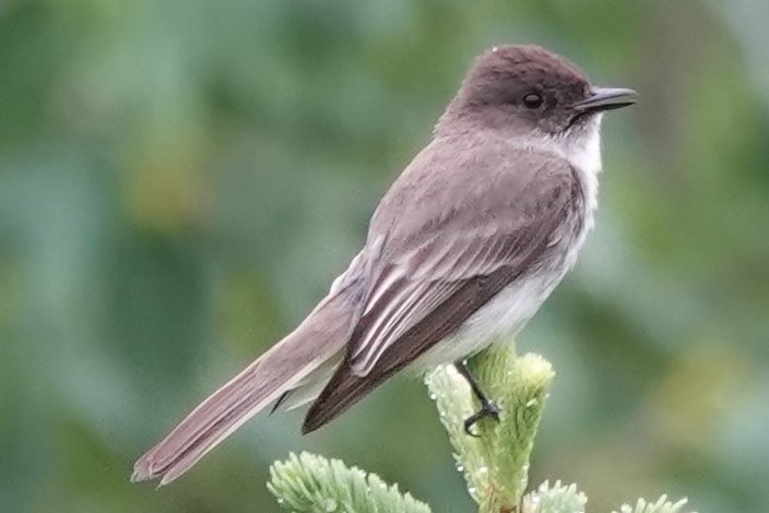 Eastern Phoebe - ML248849901