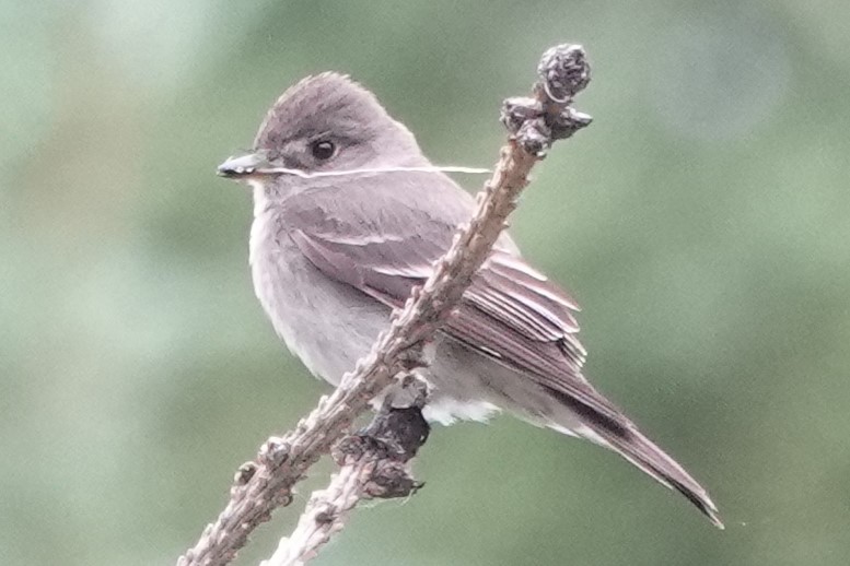 Western Wood-Pewee - ML248850011