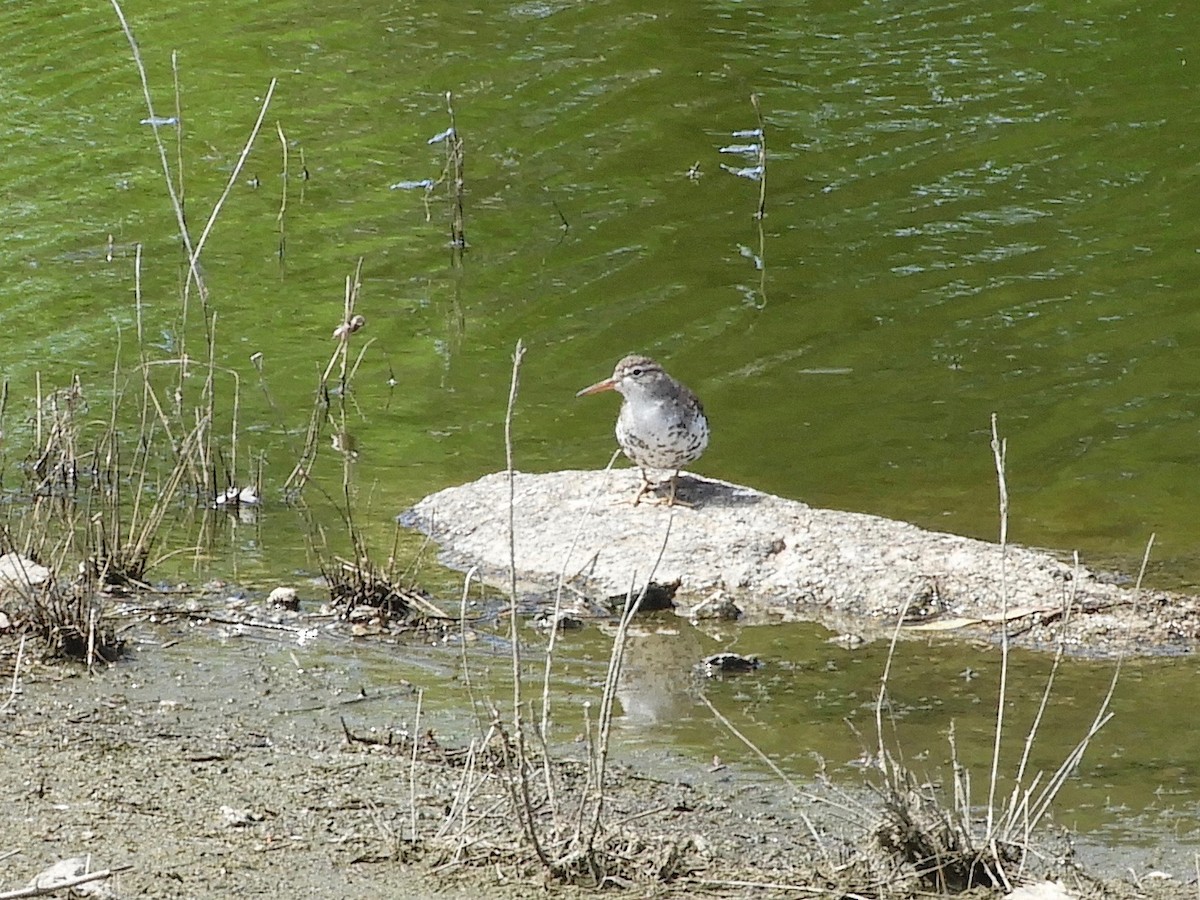 Spotted Sandpiper - ML248851791