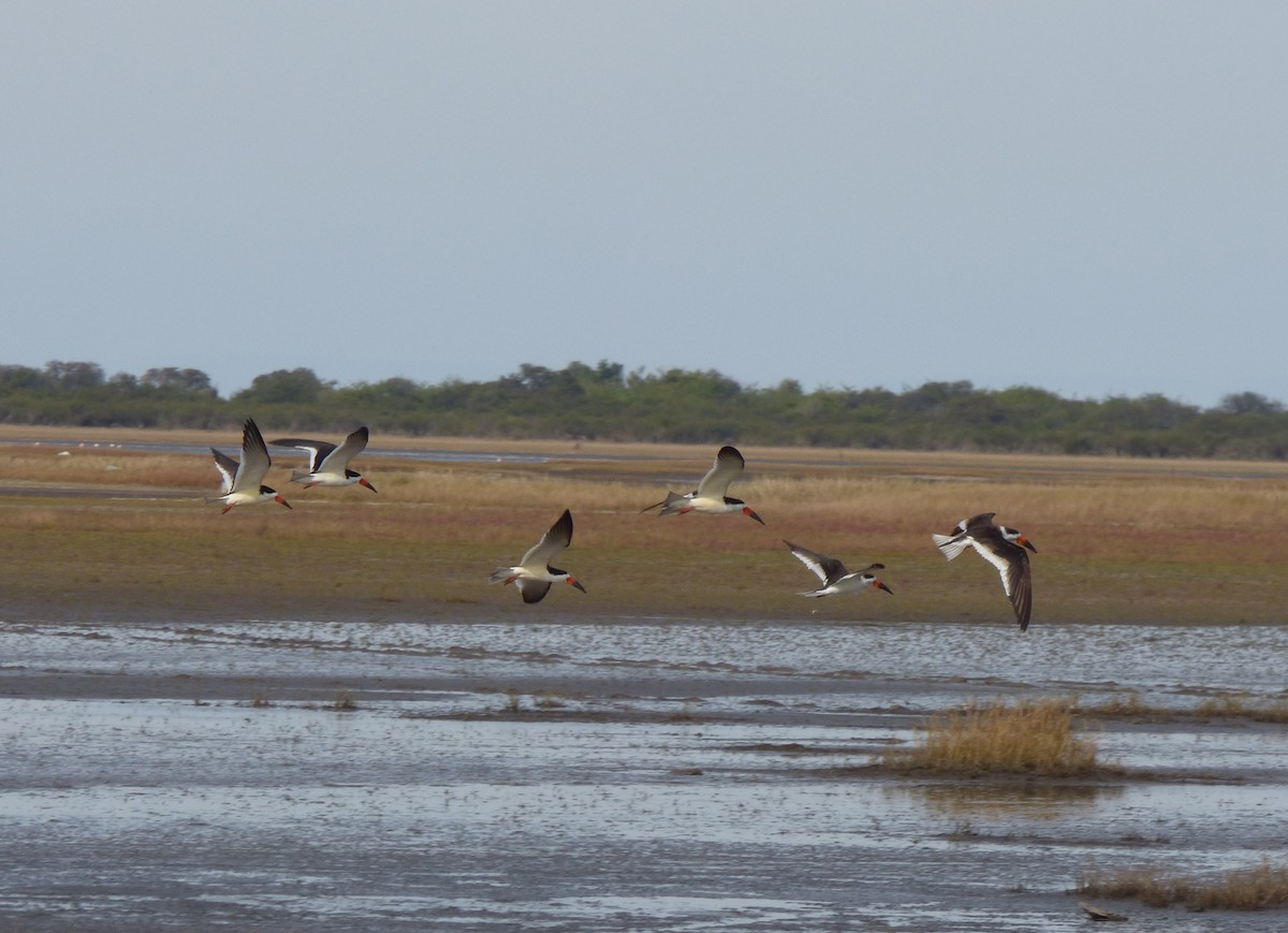 Black Skimmer - ML248851901