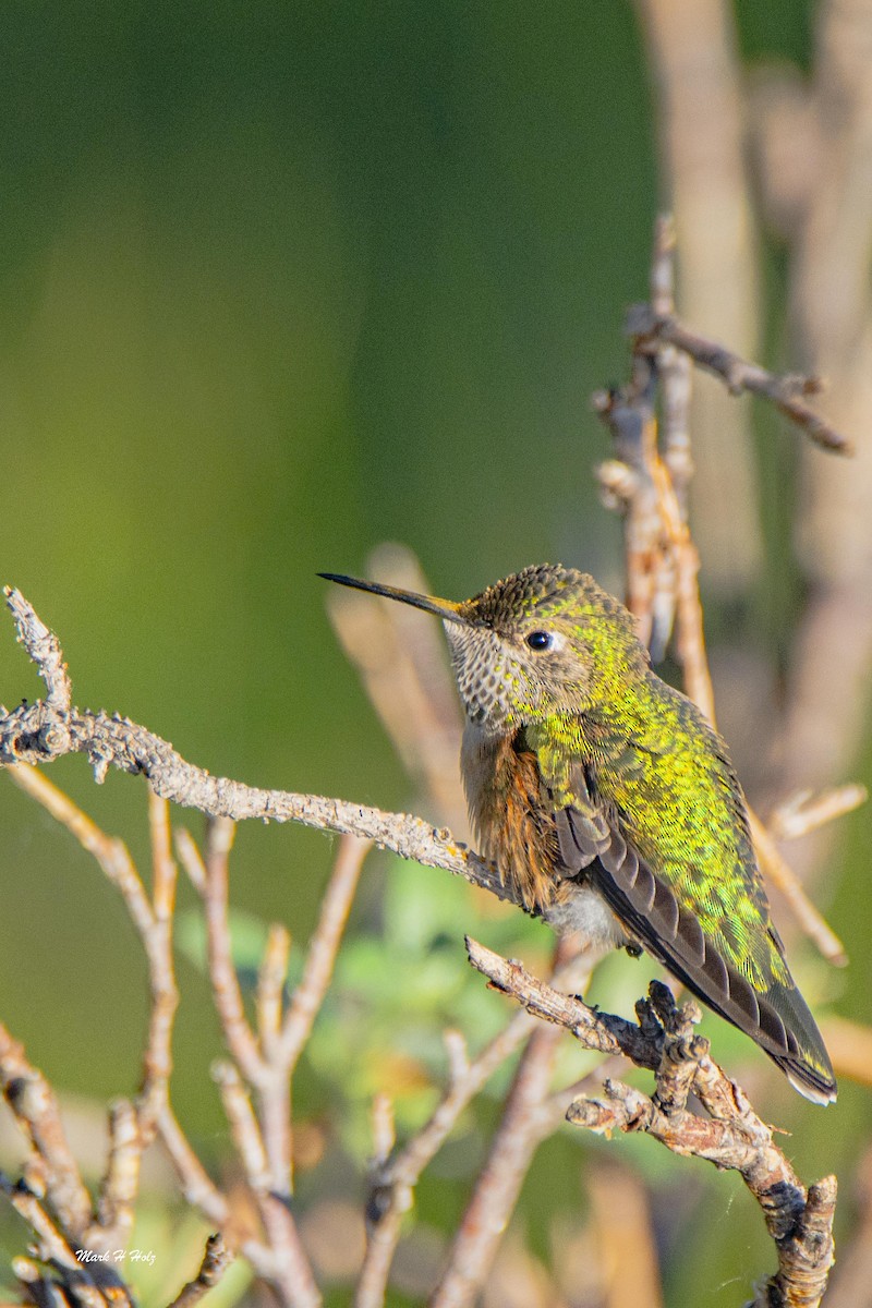 Broad-tailed Hummingbird - Mark  Holtz