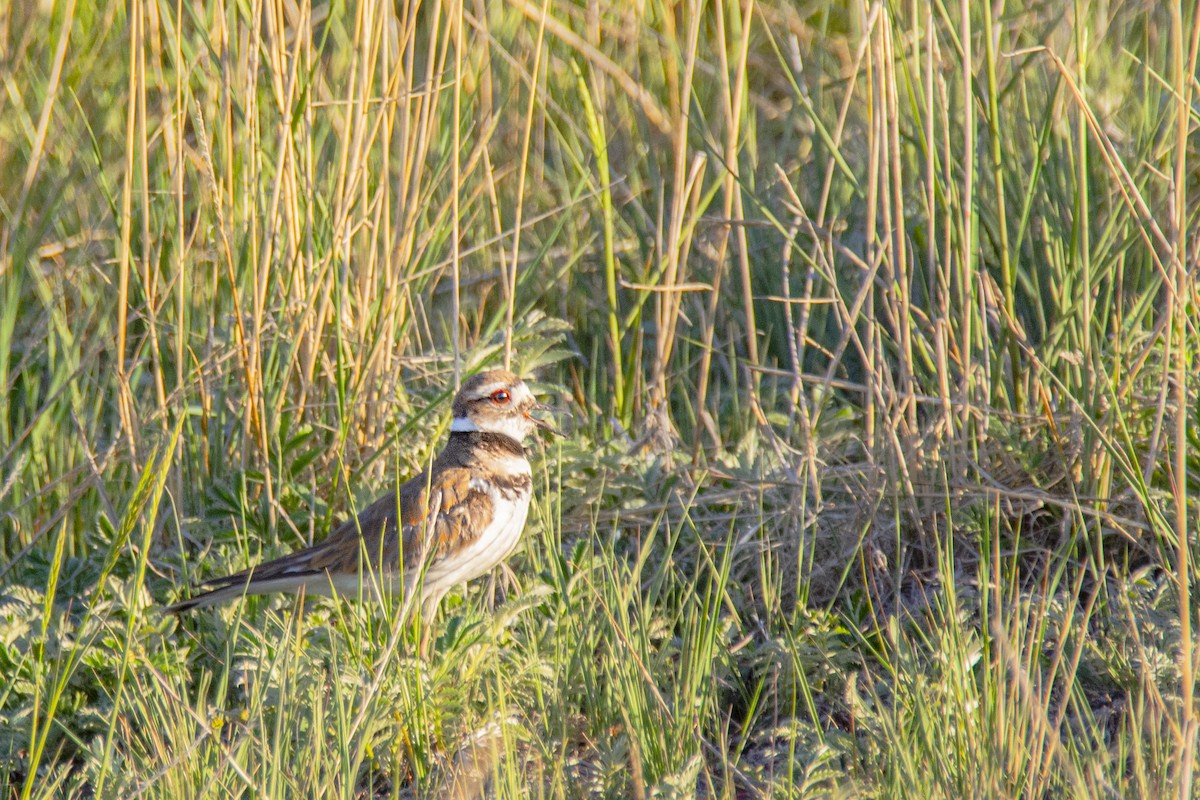Killdeer - ML248852021