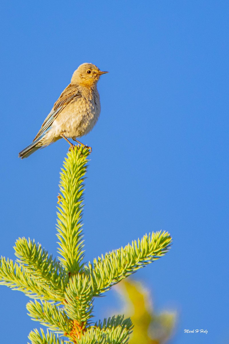 Mountain Bluebird - Mark  Holtz