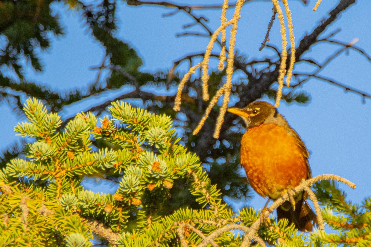 American Robin - Mark  Holtz