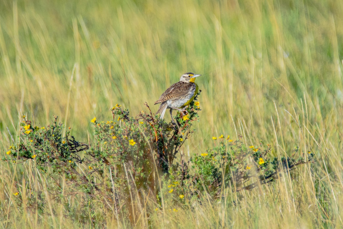 Western Meadowlark - ML248852291