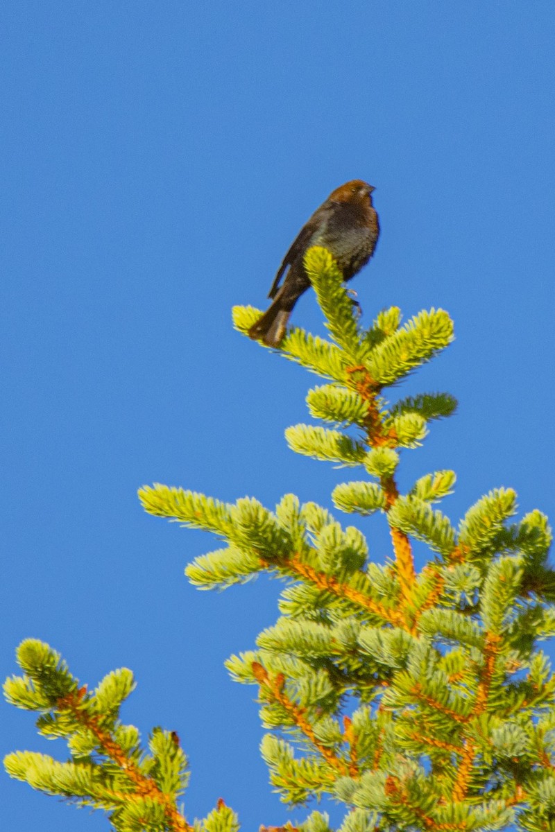 Brown-headed Cowbird - ML248852311
