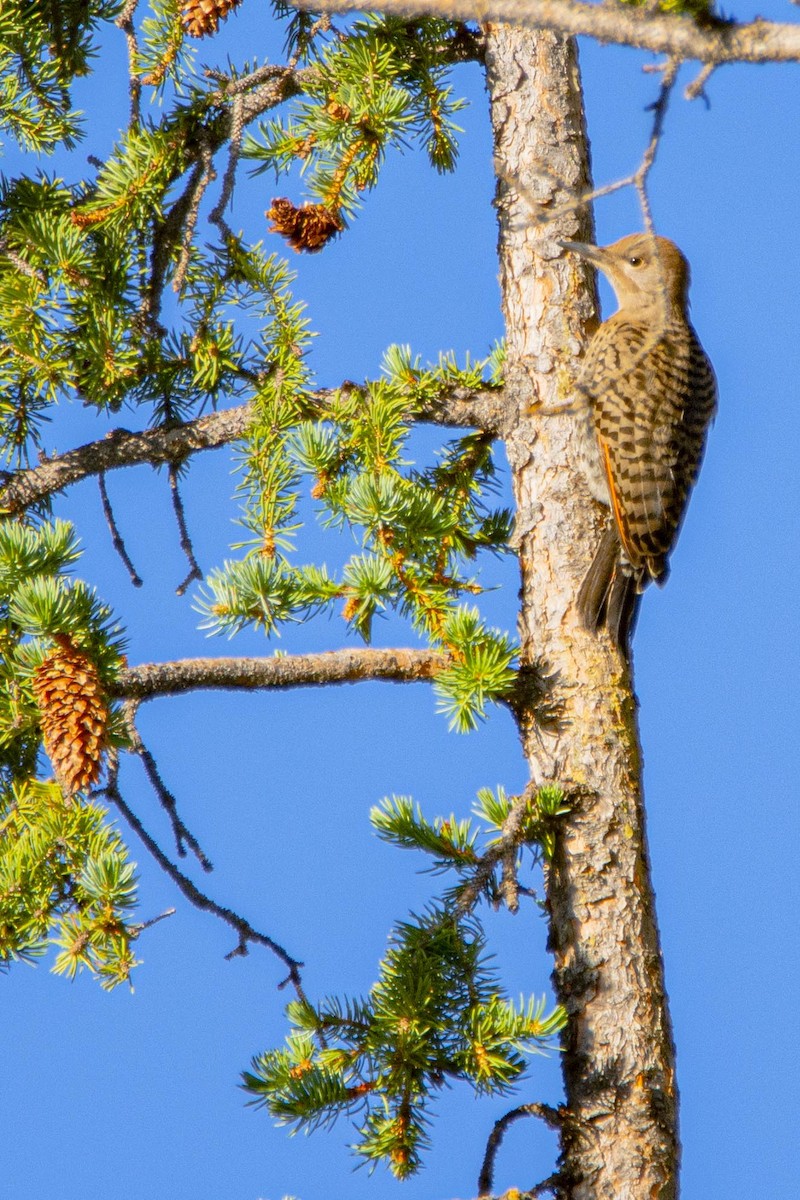 Northern Flicker - ML248853041