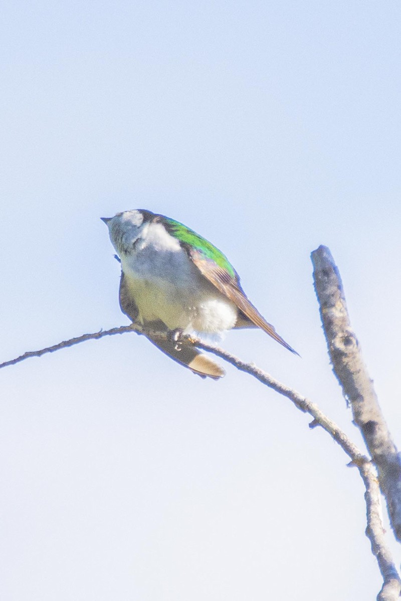 Violet-green Swallow - ML248853051