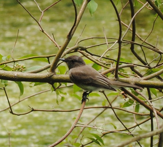 Weißbauch-Phoebetyrann - ML248853221