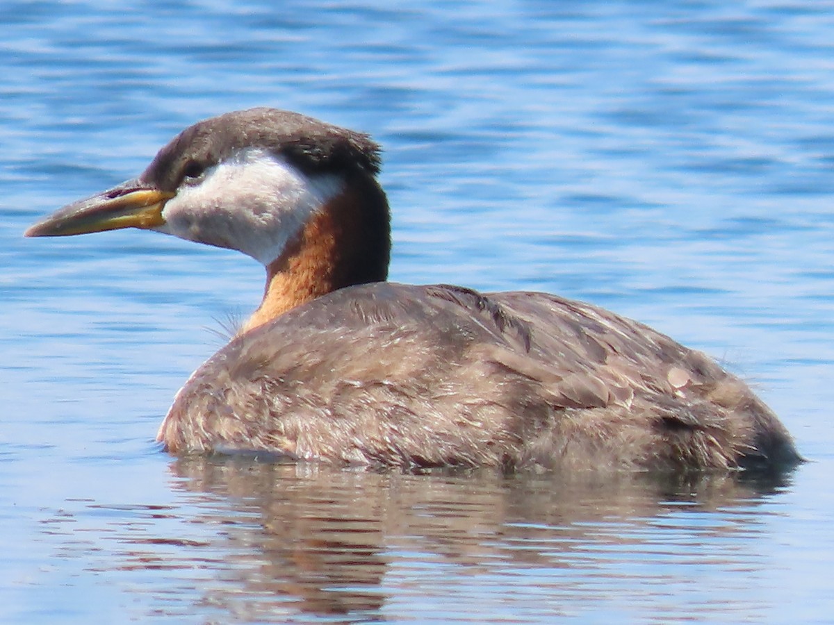 Red-necked Grebe - Pamela Low