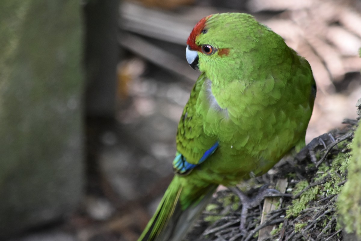 Red-crowned Parakeet - ML248858031