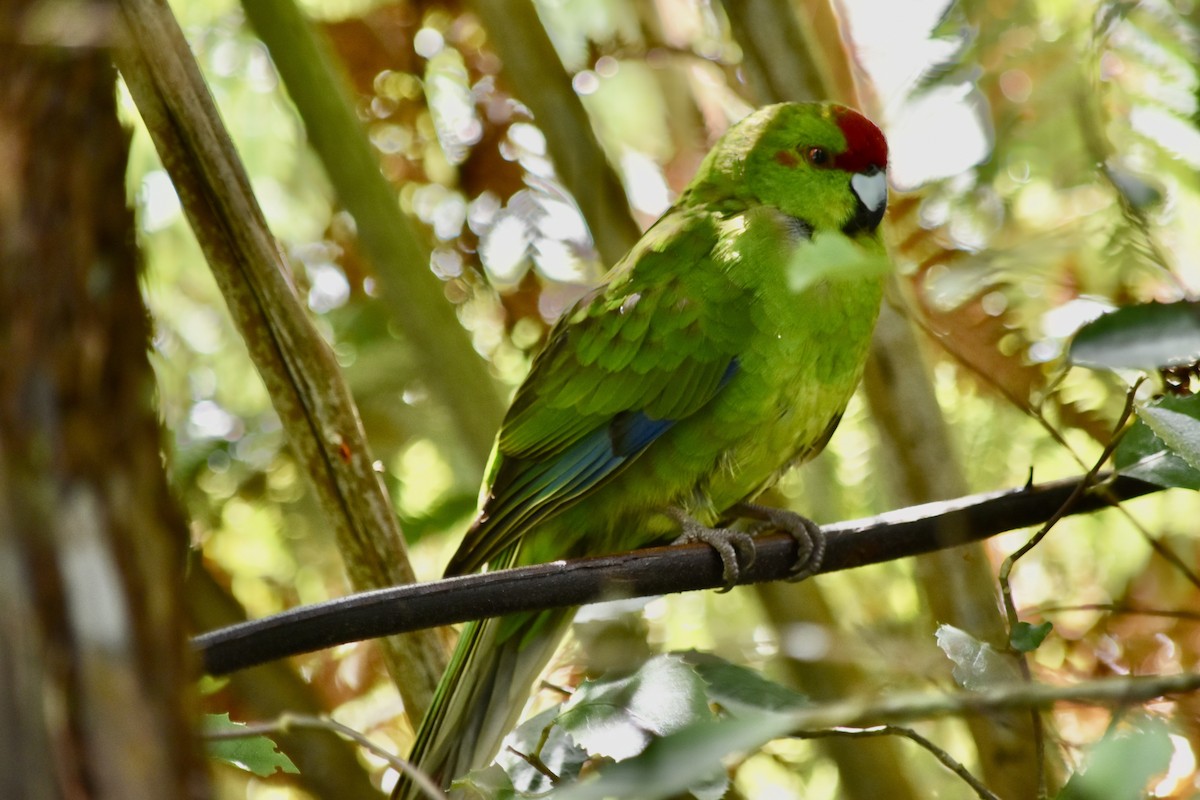 Red-crowned Parakeet - ML248858061