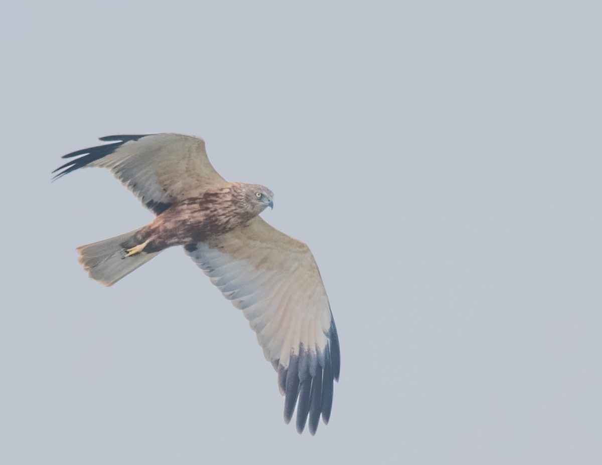 Western Marsh Harrier - ML24885861