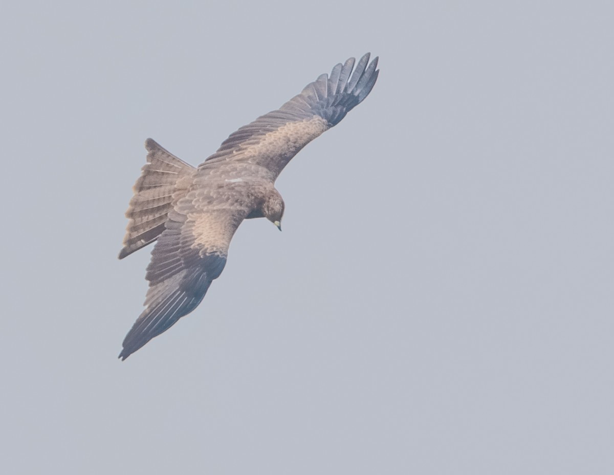 Indian Spotted Eagle - ML24885891