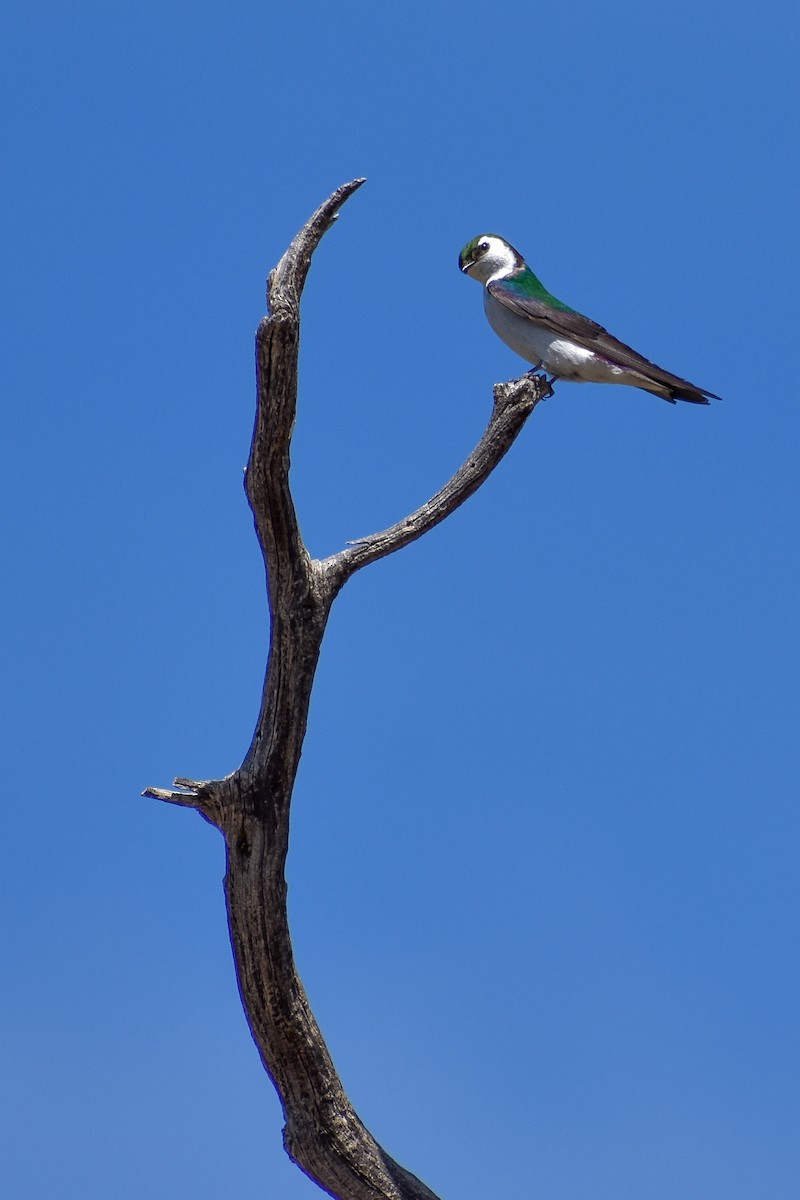 Violet-green Swallow - ML248859371