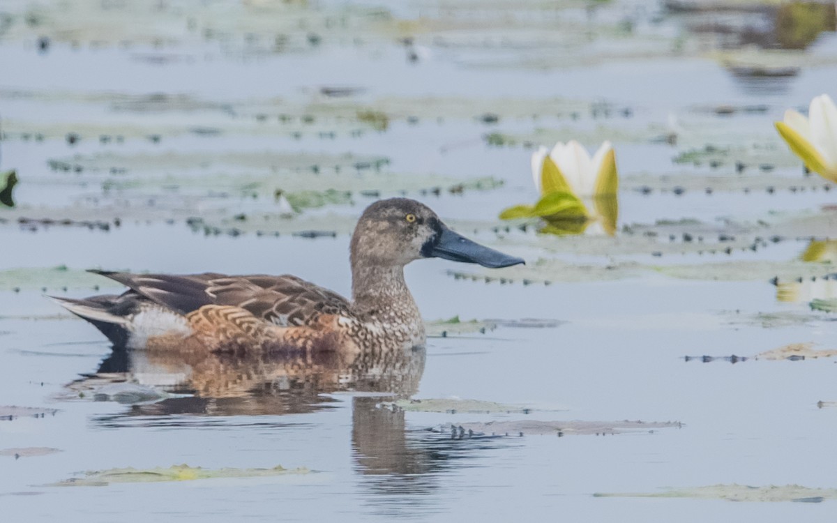 Canard souchet - ML24885941