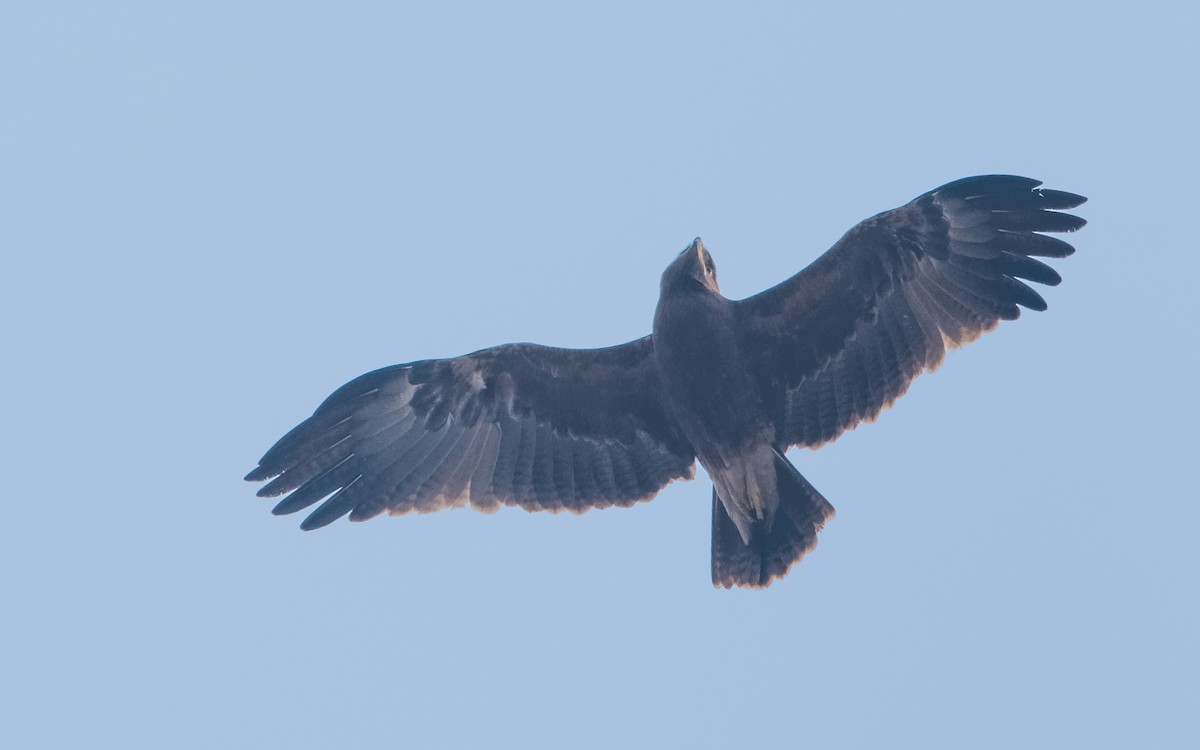 Indian Spotted Eagle - ML24886021