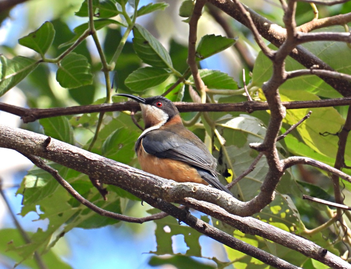 Eastern Spinebill - ML248860381