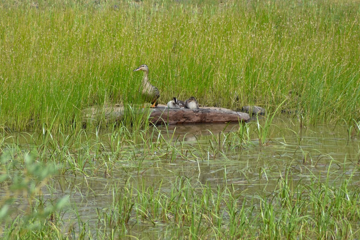 マガモ - ML248860441