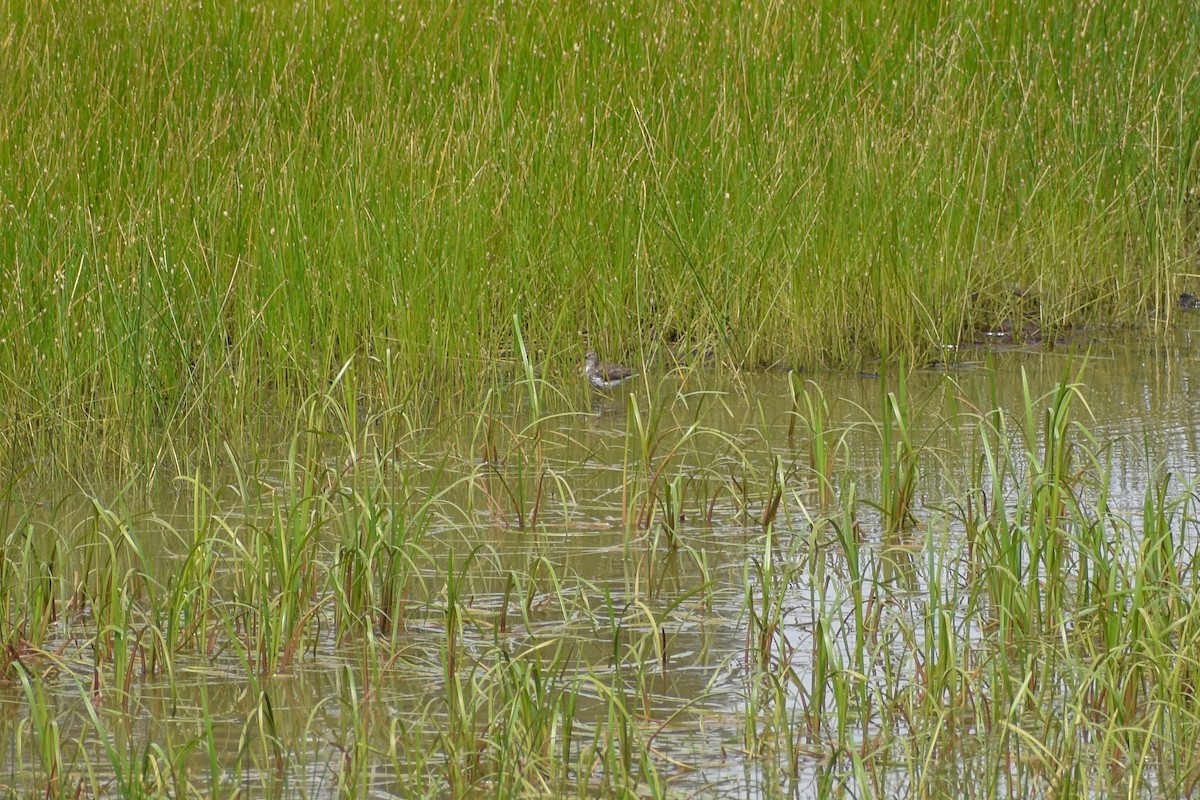 Spotted Sandpiper - ML248860721