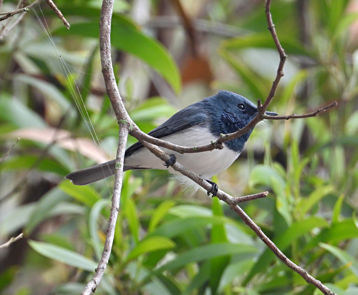 Leaden Flycatcher - ML248860961