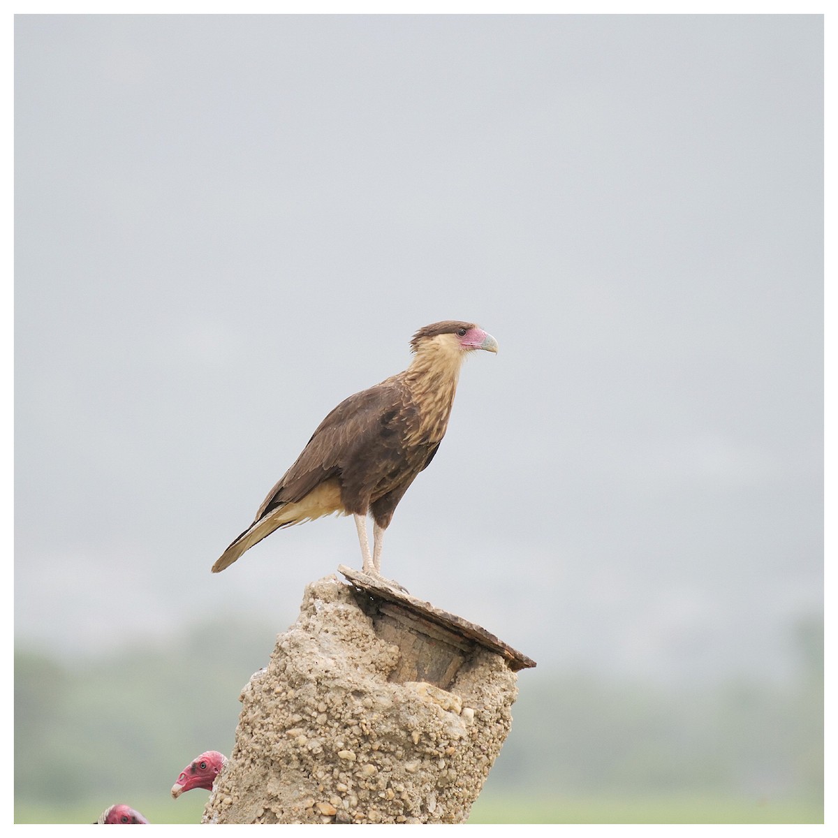 Caracara huppé (cheriway) - ML248862081