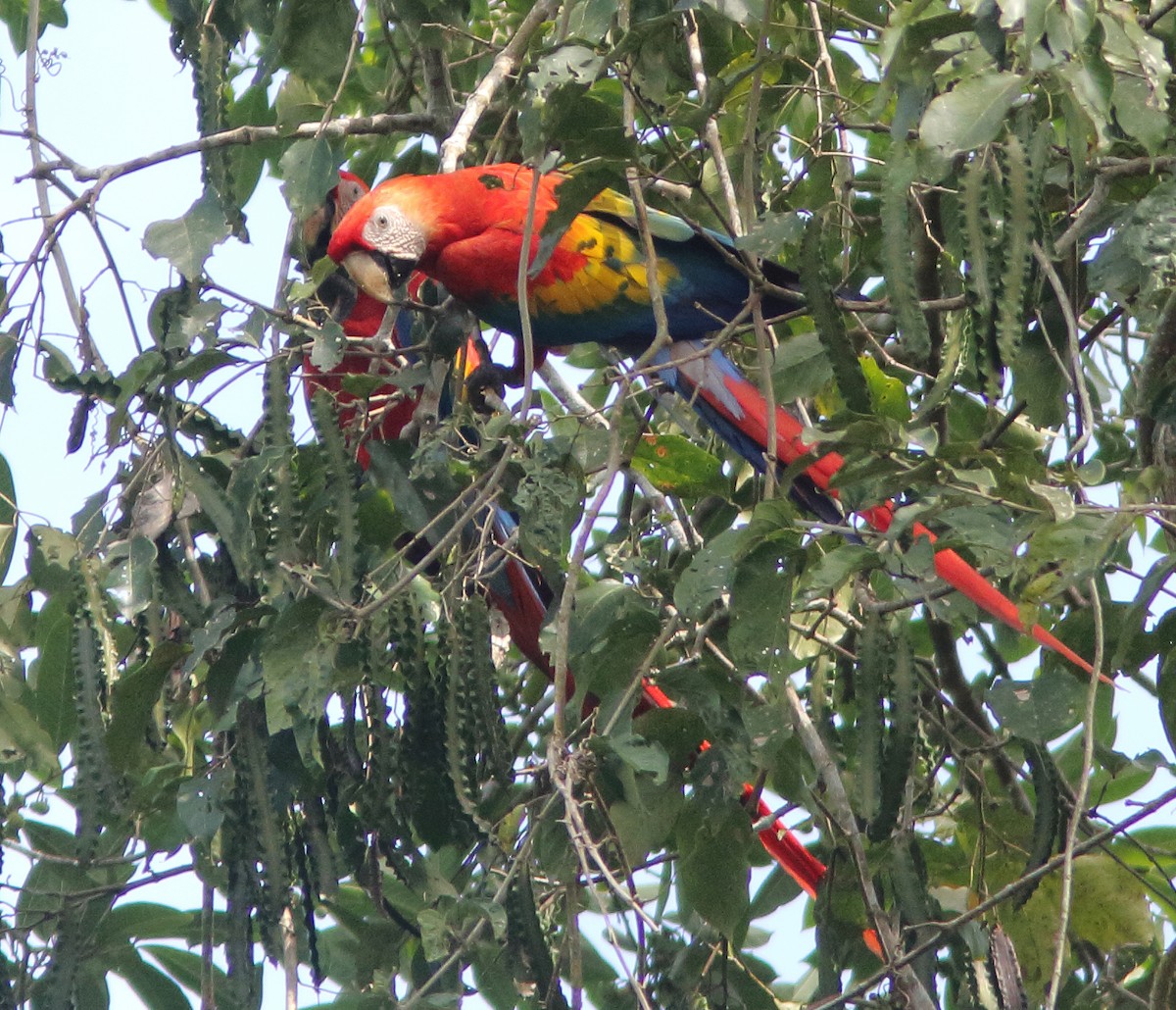 Scarlet Macaw - ML248865671