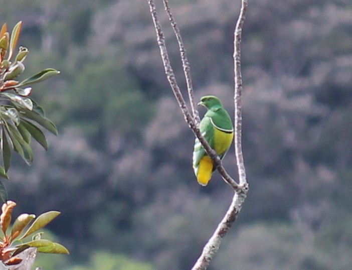Cloven-feathered Dove - ML248866641