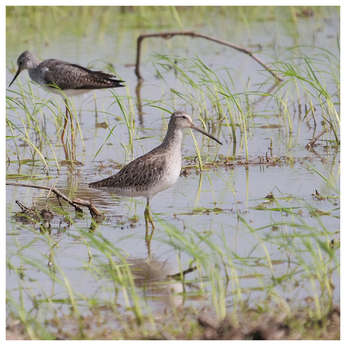 Stilt Sandpiper - ML248867481