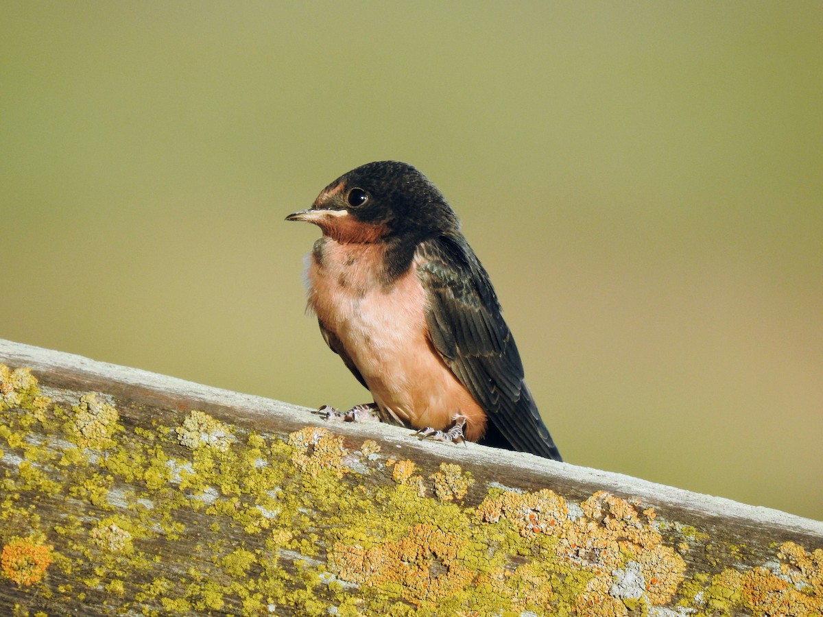 Barn Swallow - Raja Bhadury