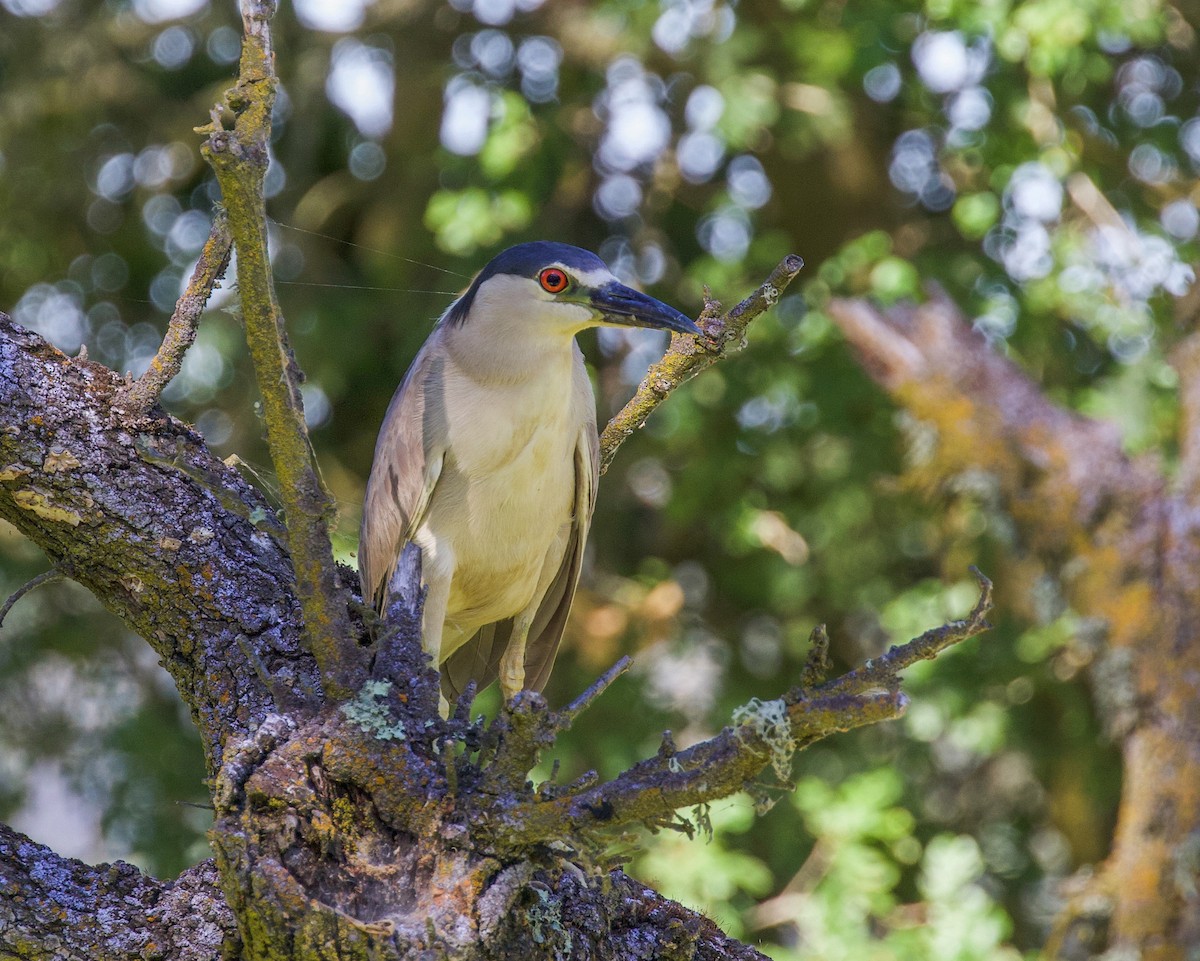 Black-crowned Night Heron - ML248870361