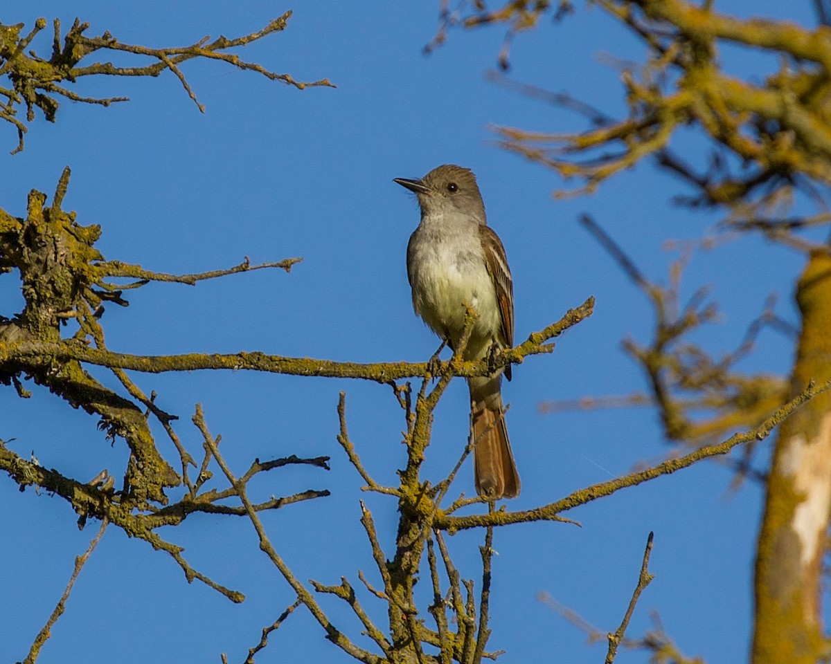 Ash-throated Flycatcher - Jesse Kramer