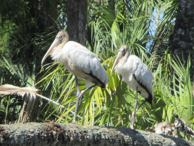 Wood Stork - ML24887061