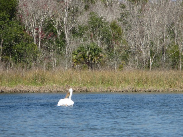 American White Pelican - Cathy Cornelius