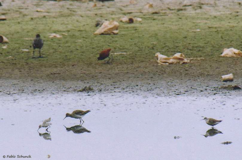 Wilson's Phalarope - ML248872351