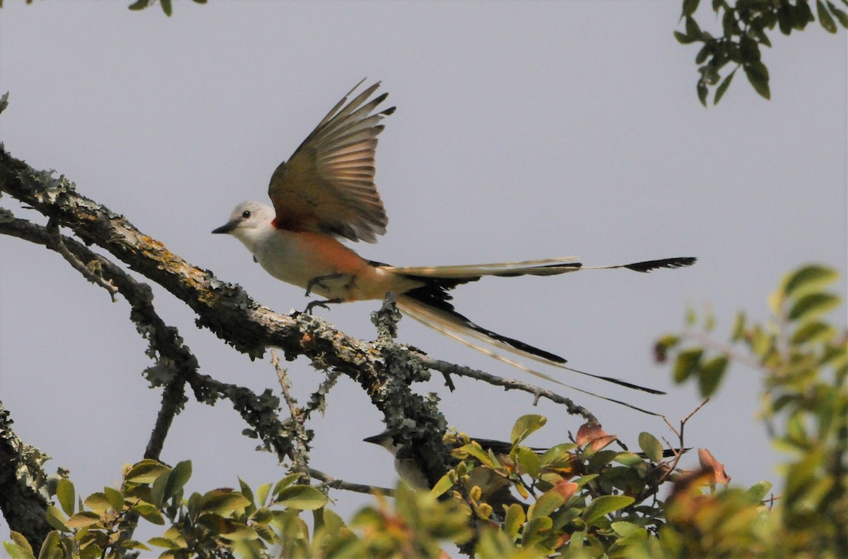 Scissor-tailed Flycatcher - ML248872541