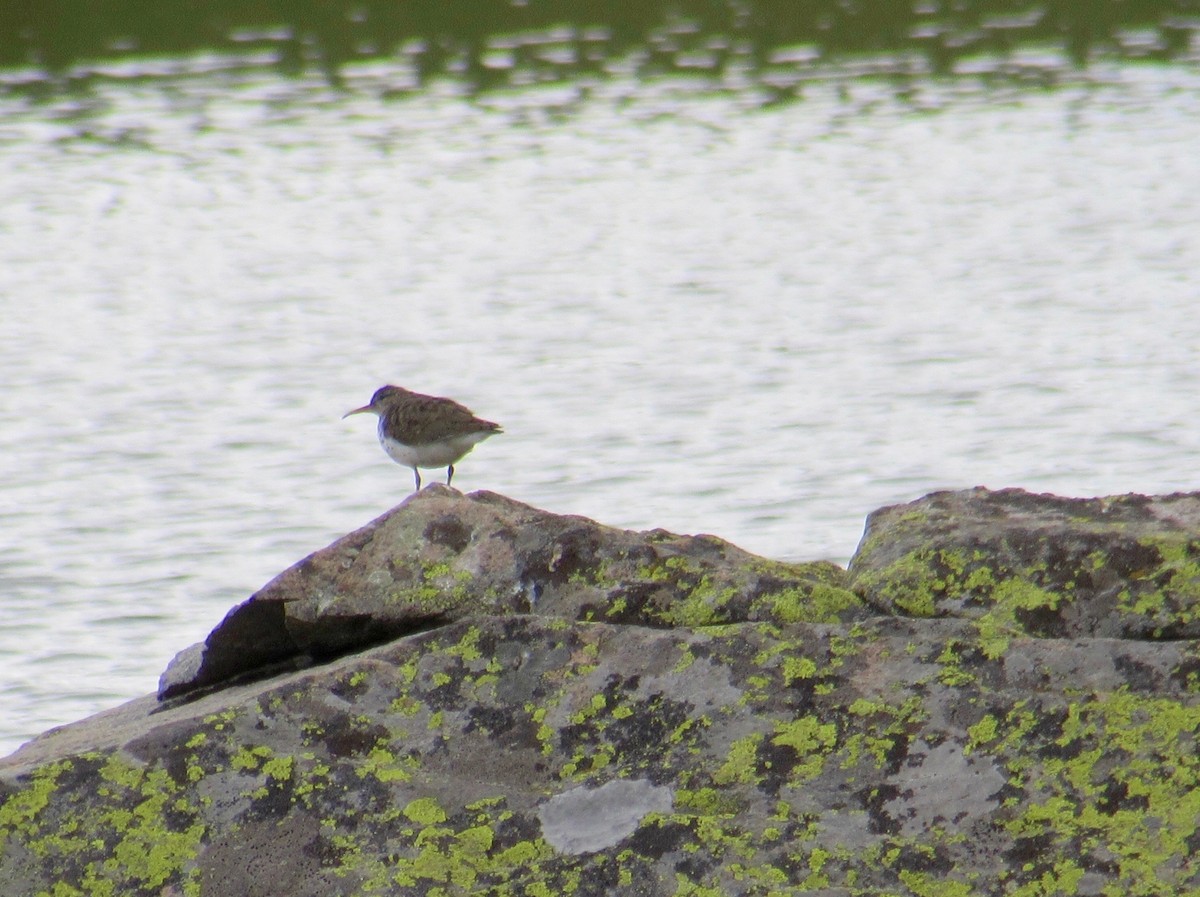 Spotted Sandpiper - ML248872721