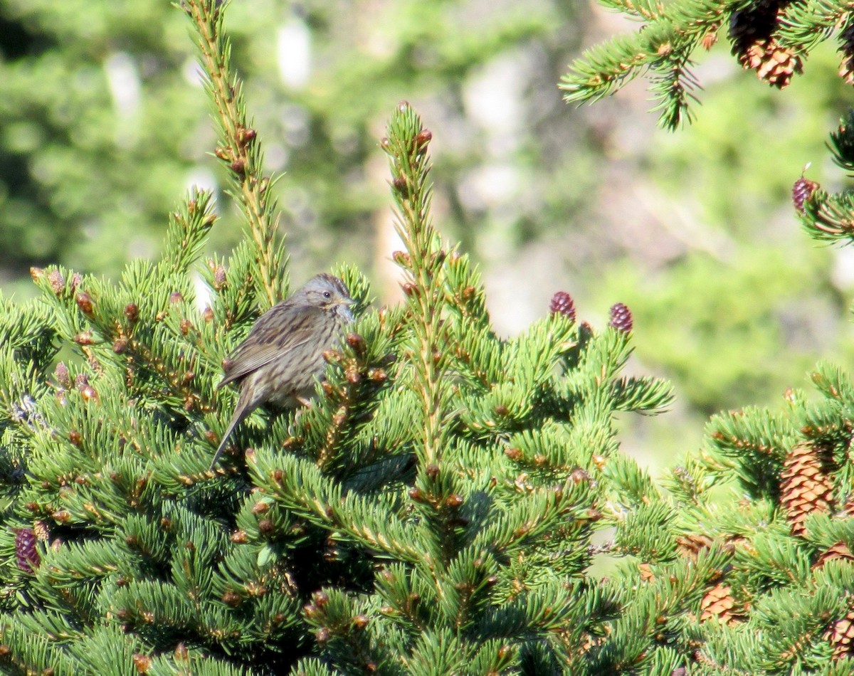 Lincoln's Sparrow - ML248873431