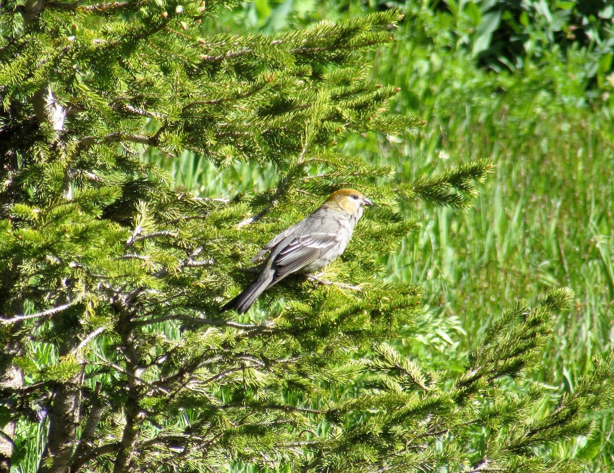 Pine Grosbeak - ML248873591