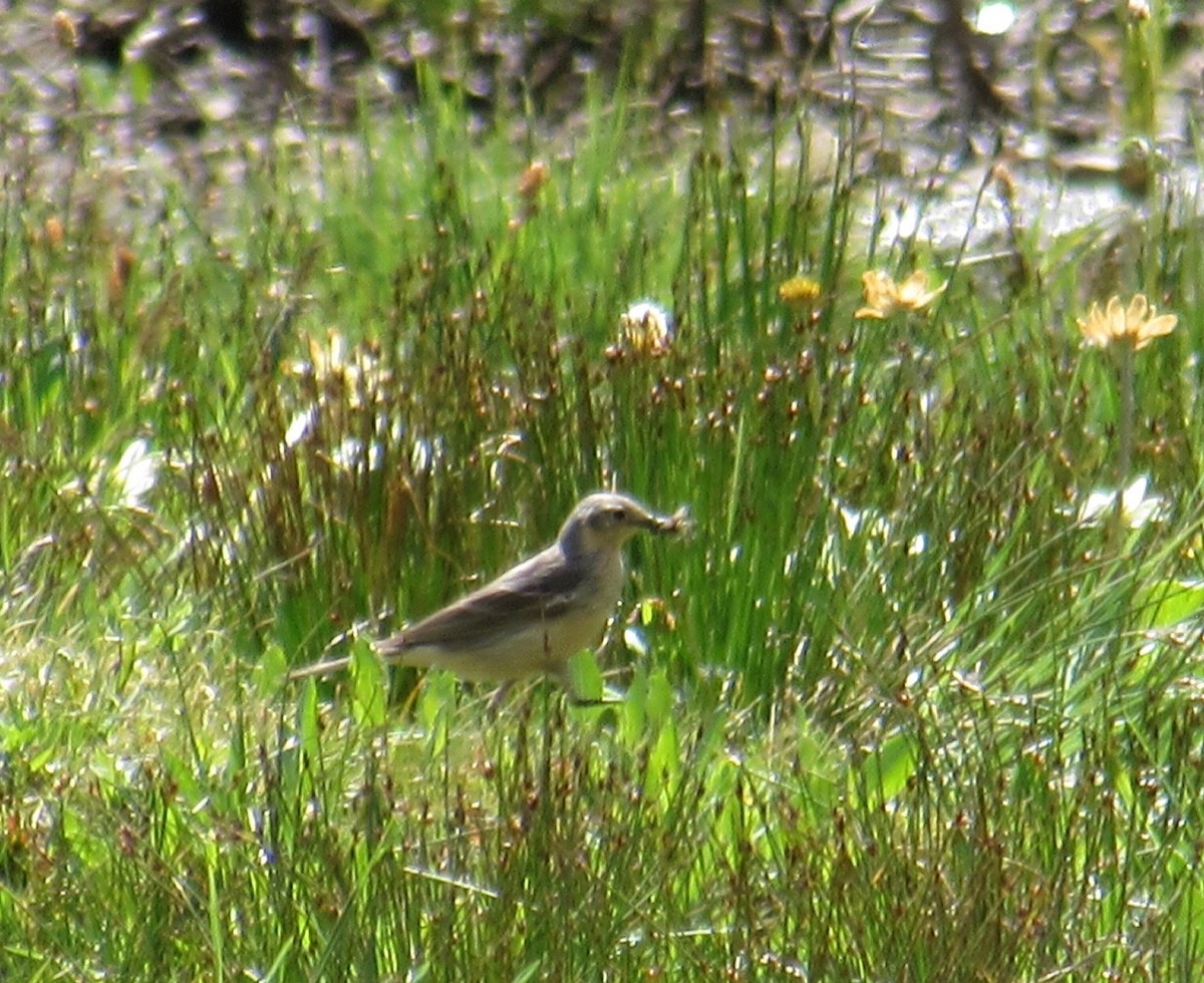 American Pipit - Al Zerbe